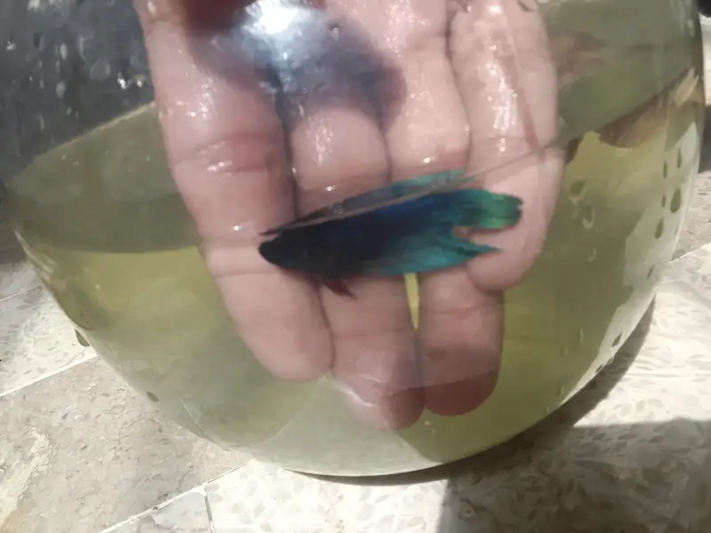 Betta fish breeder pieces — photo 7