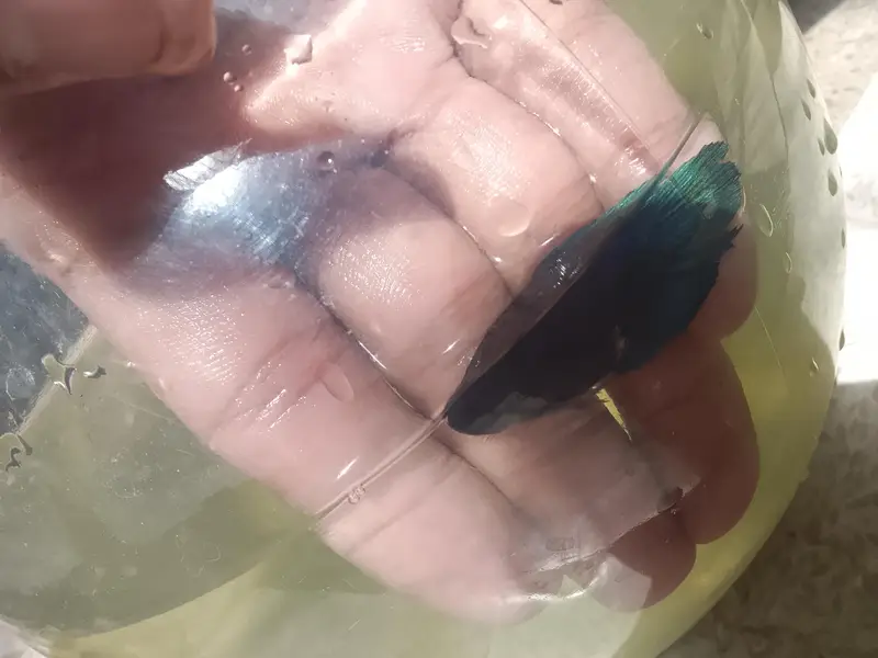 Betta fish breeder pieces — photo 8