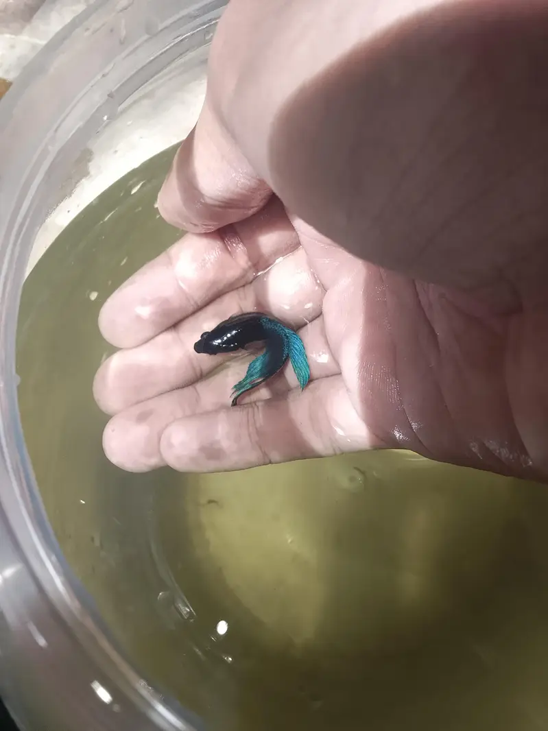 Betta fish breeder pieces — photo 9