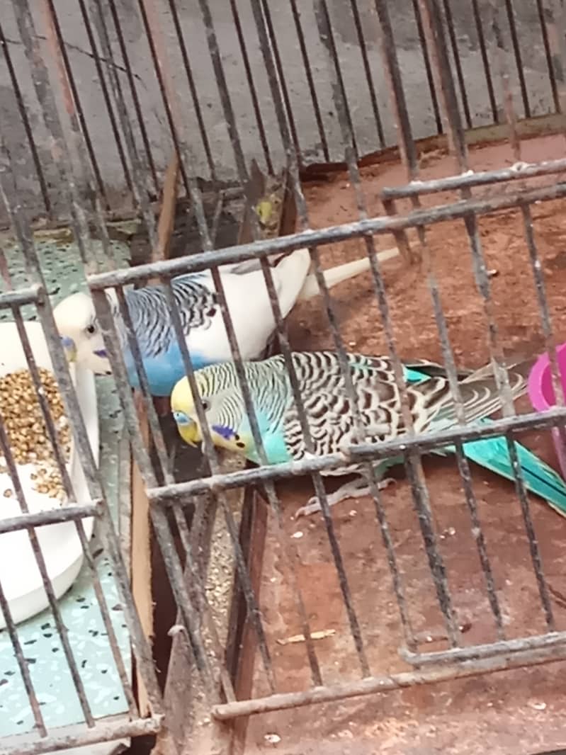 Budgies 0