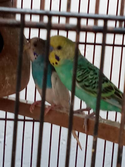 Budgies