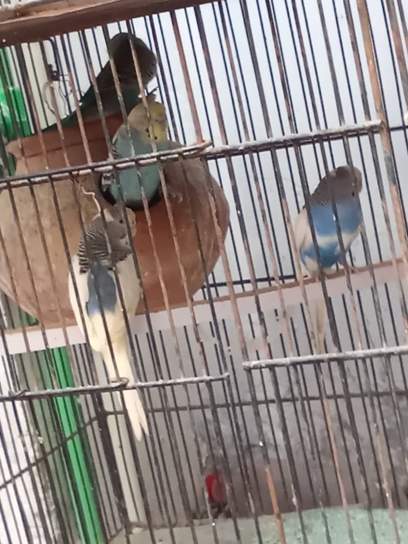 Budgies 2