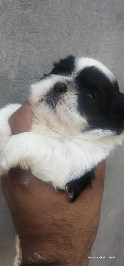 Shihtzu Pedigree puppies available