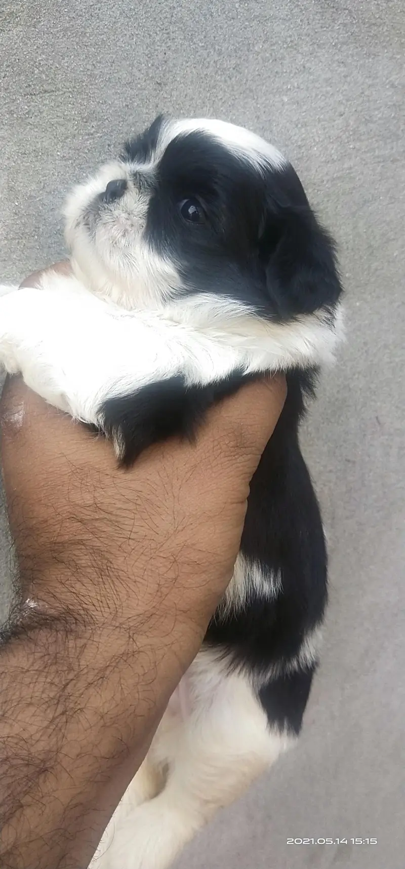 Shihtzu Pedigree puppies available — photo 2