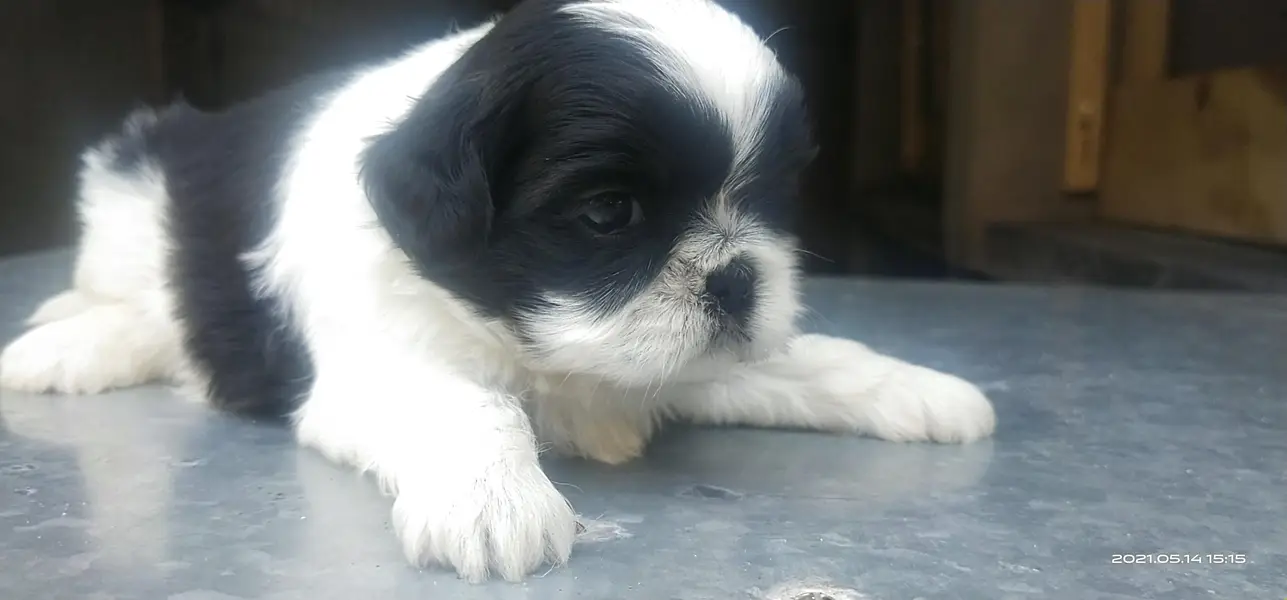 Shihtzu Pedigree puppies available — photo 3