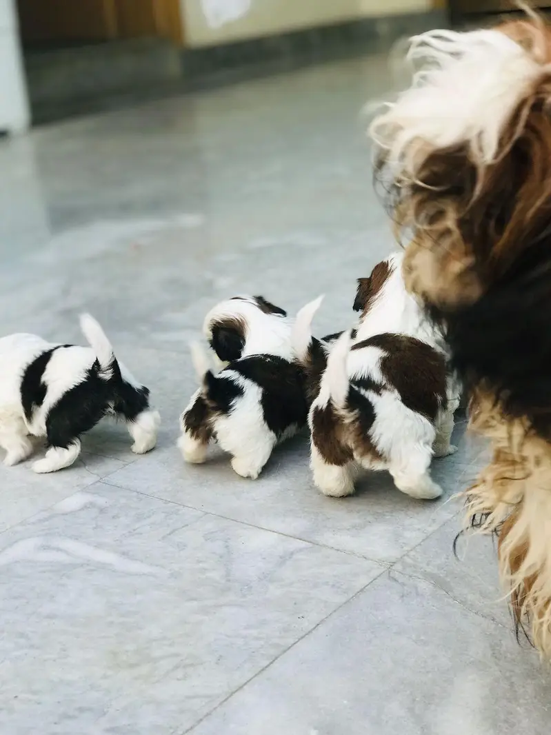 Shihtzu Pedigree puppies available — photo 4
