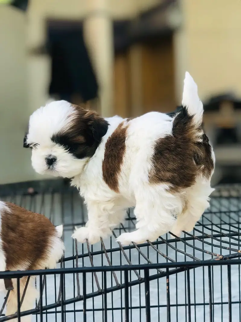 Shihtzu Pedigree puppies available — photo 5