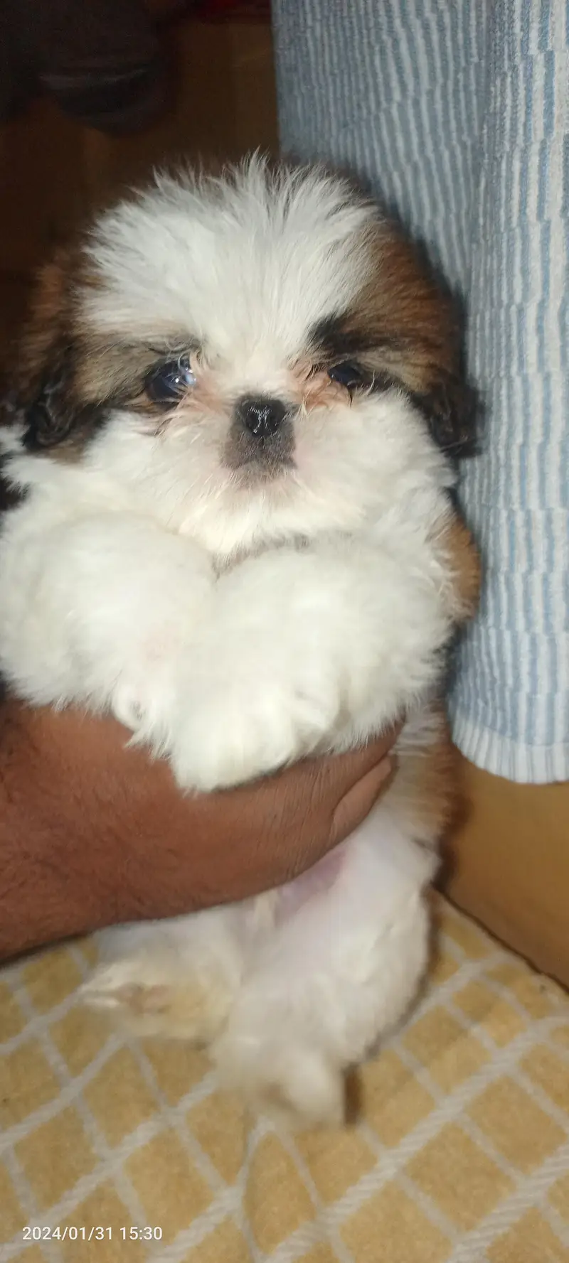 Shihtzu Pedigree puppies available — photo 6