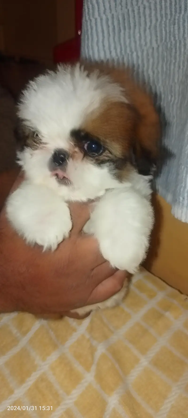 Shihtzu Pedigree puppies available — photo 7