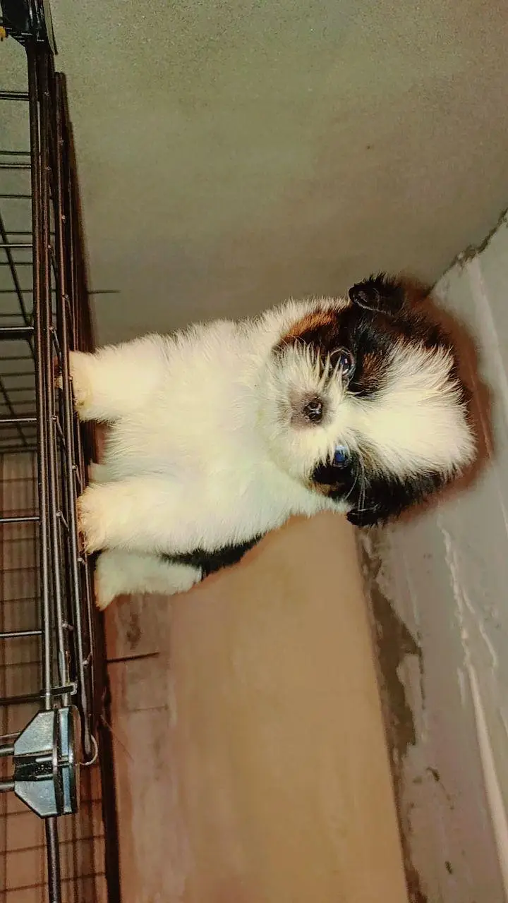 Shihtzu Pedigree puppies available — photo 8
