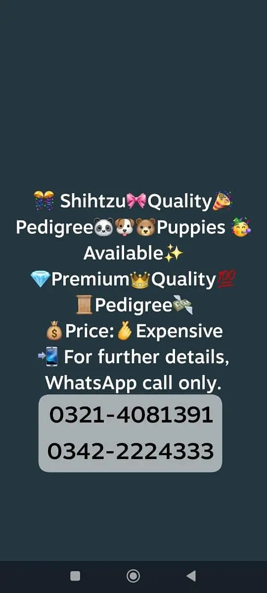 Shihtzu Pedigree puppies available — photo 9