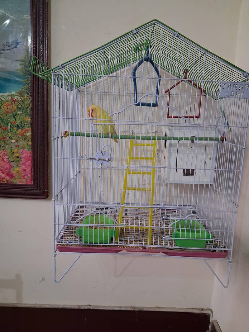 Breeder pair 3