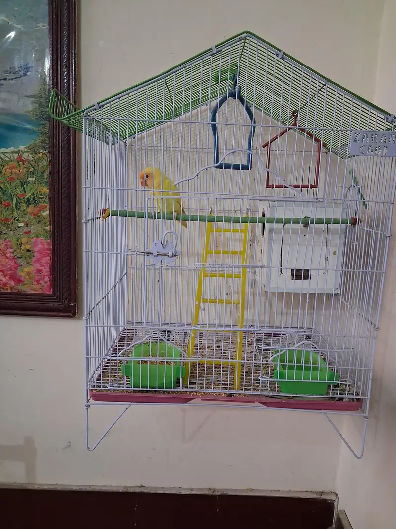 Breeder pair — photo 4