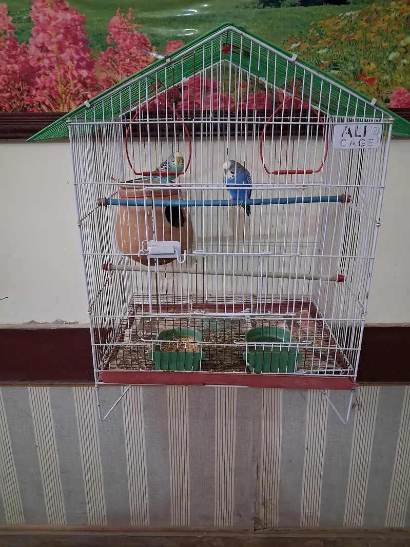 Breeder pair — photo 5