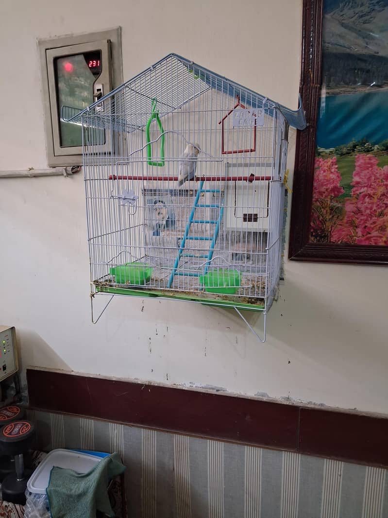 Breeder pair 5