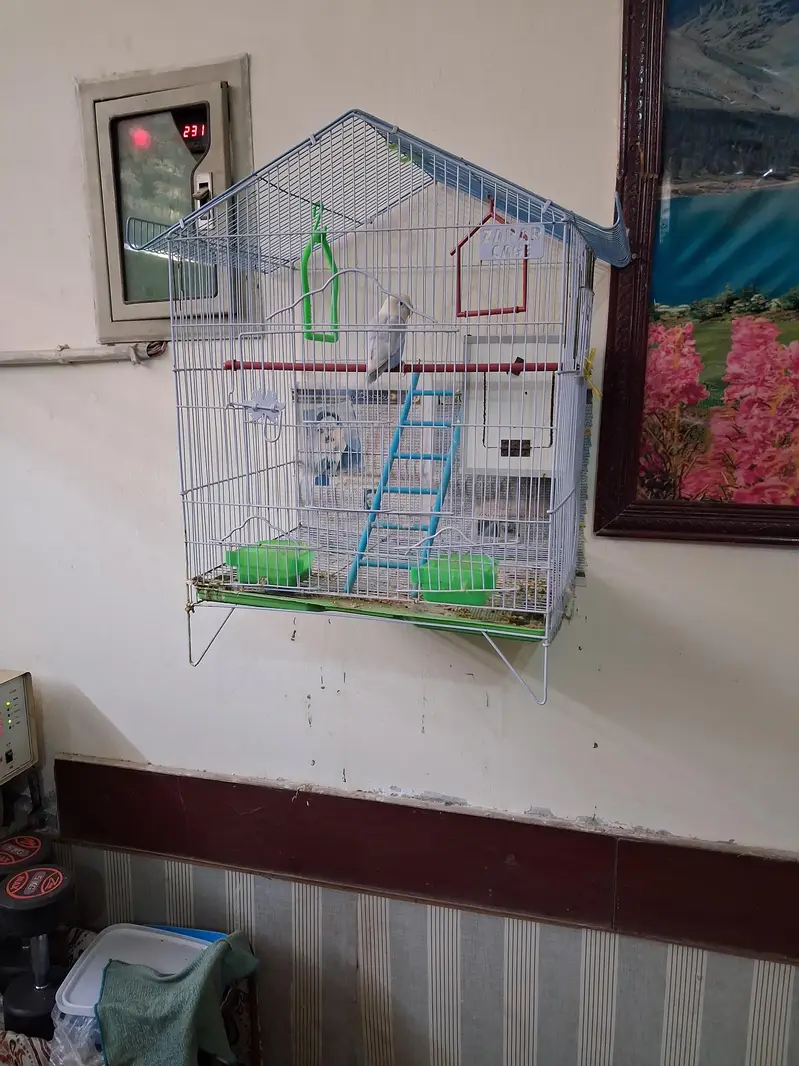 Breeder pair — photo 6