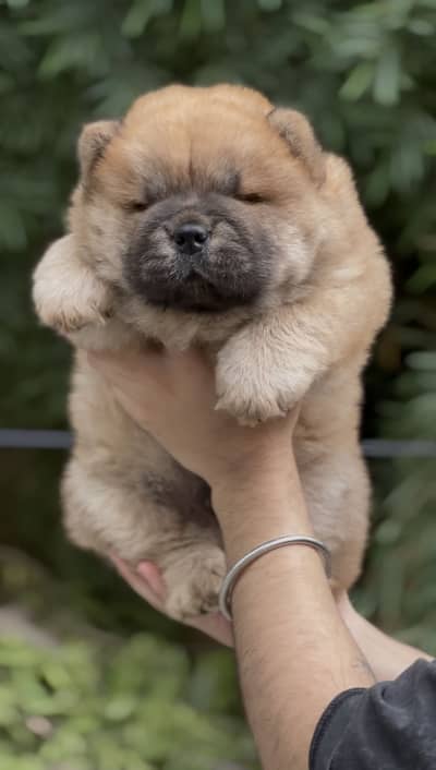 CHOW CHOW MALE PEDIGREE
