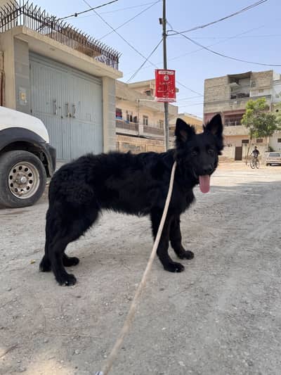 *Black German Shepherd Dog for sale*