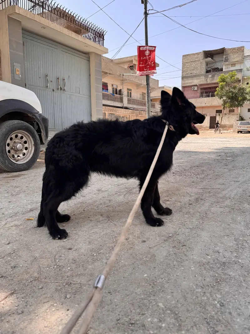 *Black German Shepherd Dog for sale* — photo 2