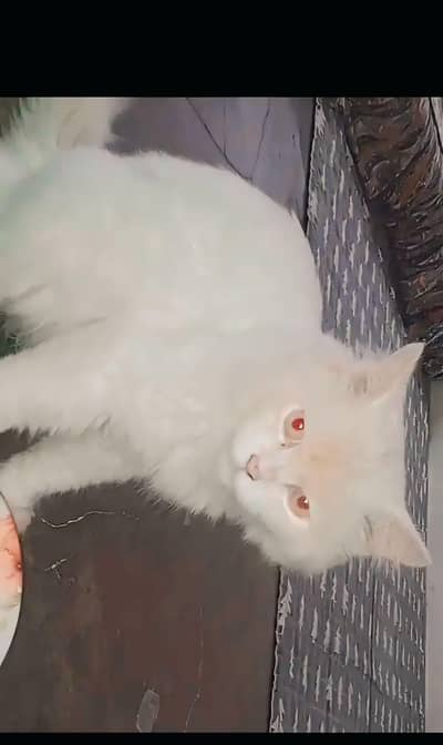 Persian billa