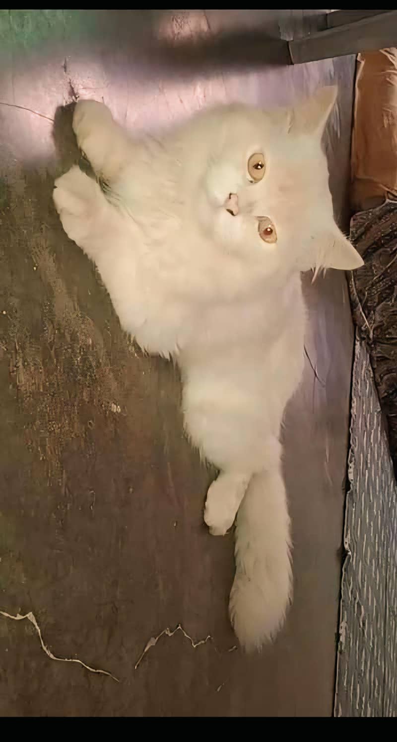 Persian billa 1