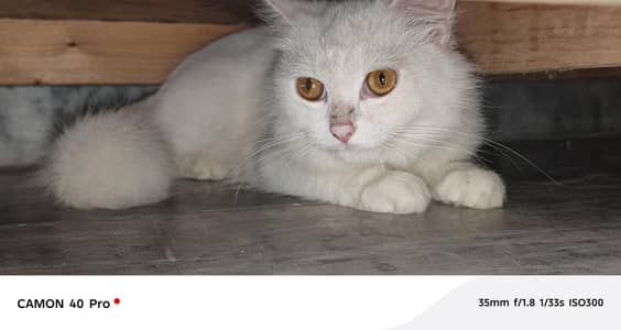 Pure Persian Female Cat