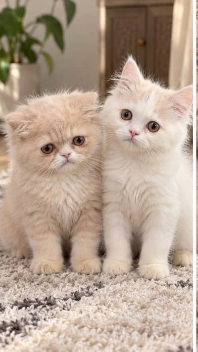 Persian kitten pair available for sale