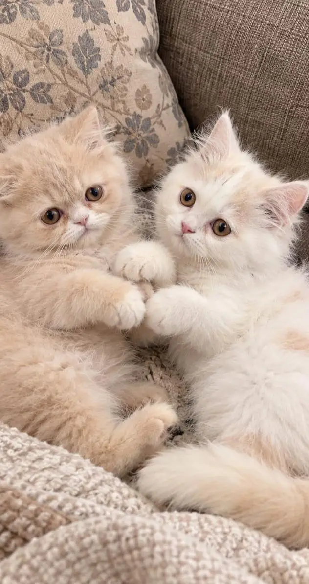 Persian kitten pair available for sale — photo 2