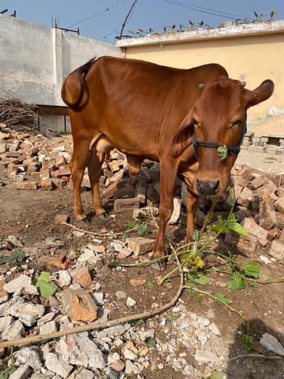 Cow Sahiwali Pure With Heilfer Wachi