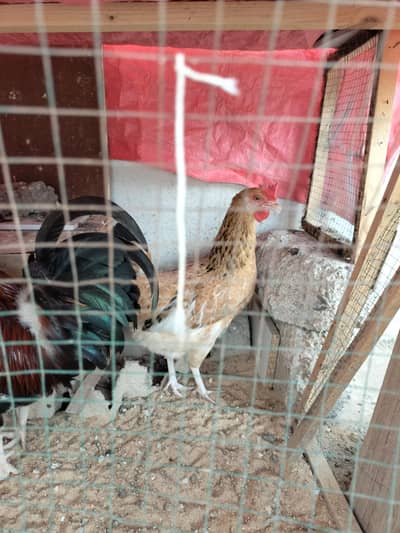 2 misri female hens