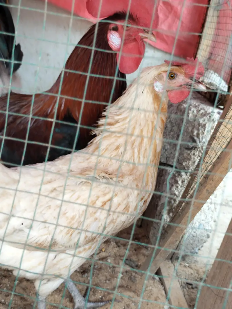 2 misri female hens — photo 2