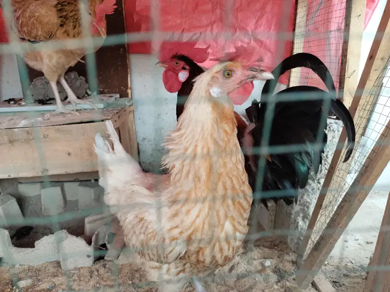 2 misri female hens — photo 3