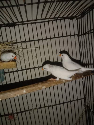 snow white Finch