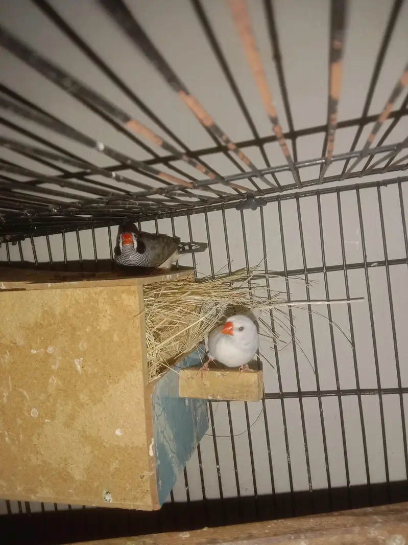 snow white Finch — photo 4