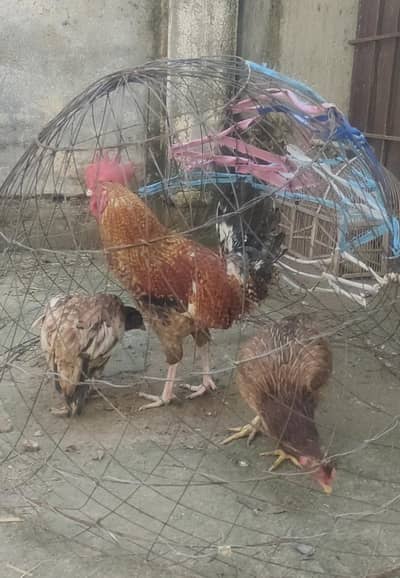 Desi Murga and 2 Aseel Madia trio set for sale 03175389355