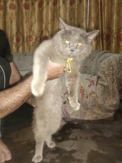 healthy active male03204048942