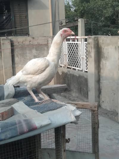 Pure hera aseel hen