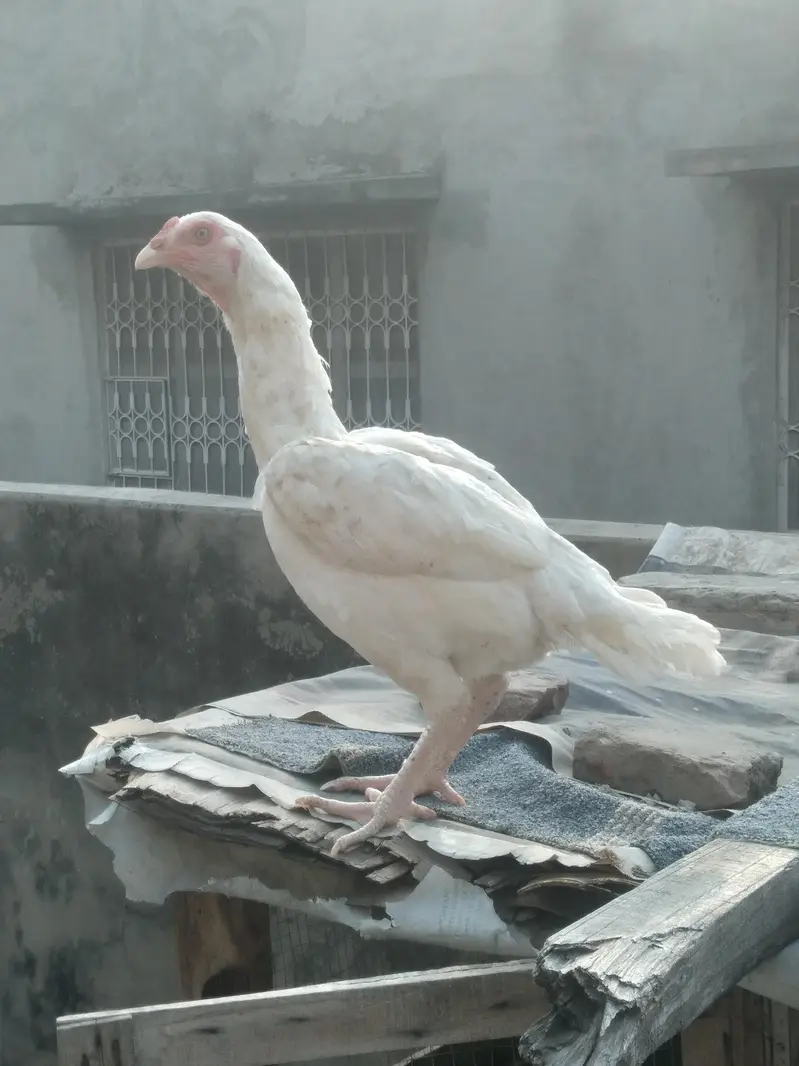 Pure hera aseel hen — photo 2