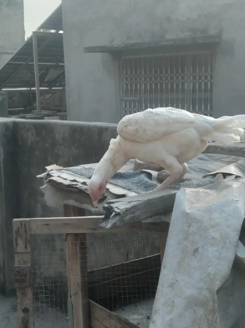 Pure hera aseel hen — photo 3