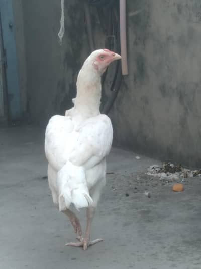 Pure hera aseel hen