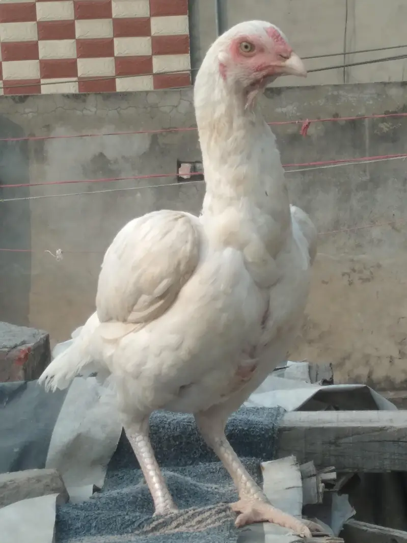 Pure hera aseel hen — photo 5