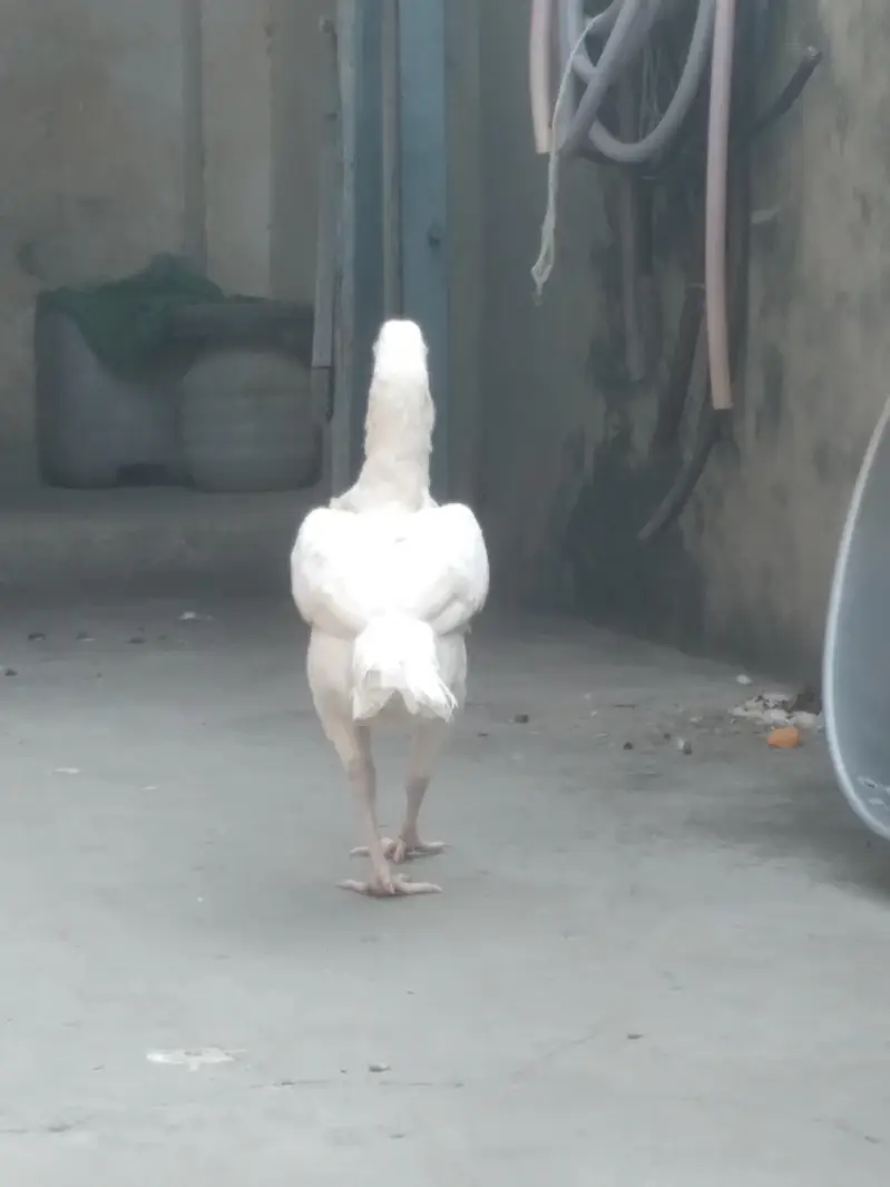 Pure hera aseel hen — photo 6