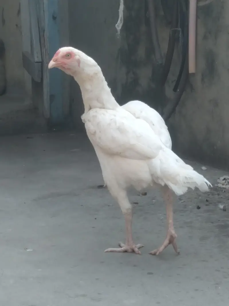 Pure hera aseel hen — photo 7