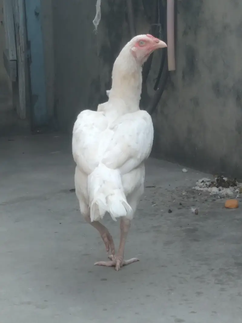 Pure hera aseel hen — photo 8