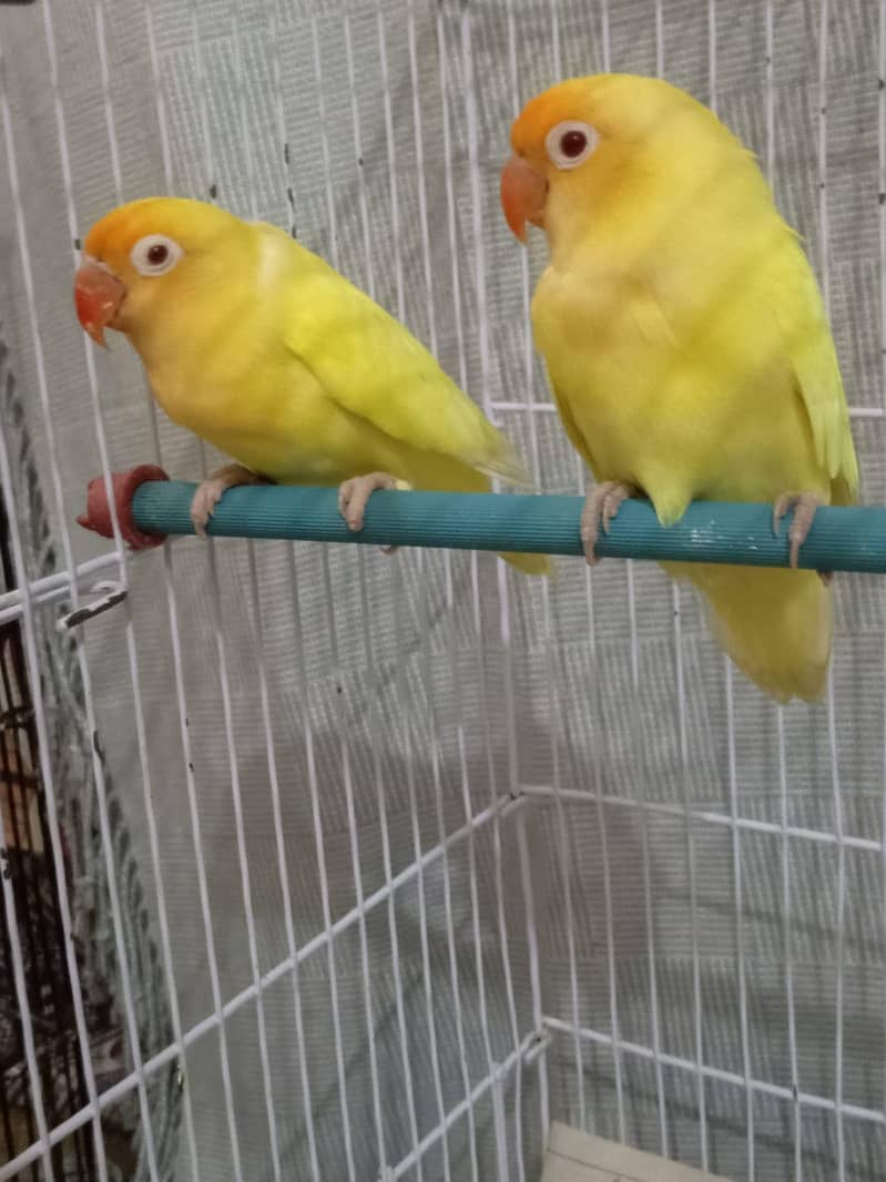 Breeder pair 0