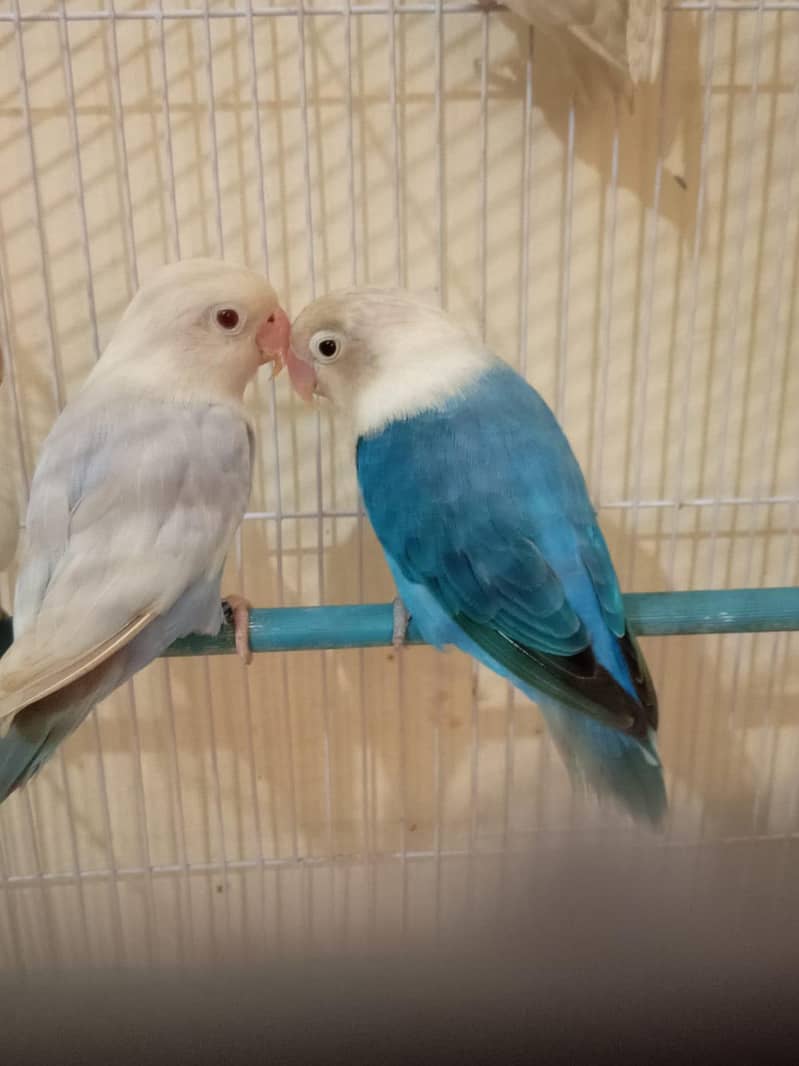 Breeder pair 1