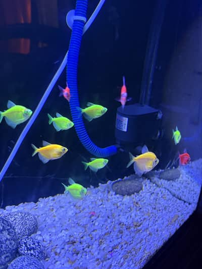 Fluorescent tetra