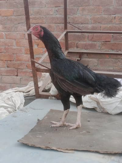 Kurk hen