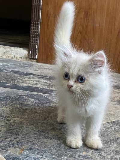 White persian kiteen