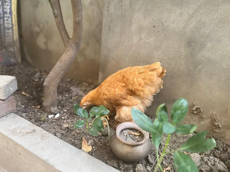 golden buff — photo 3
